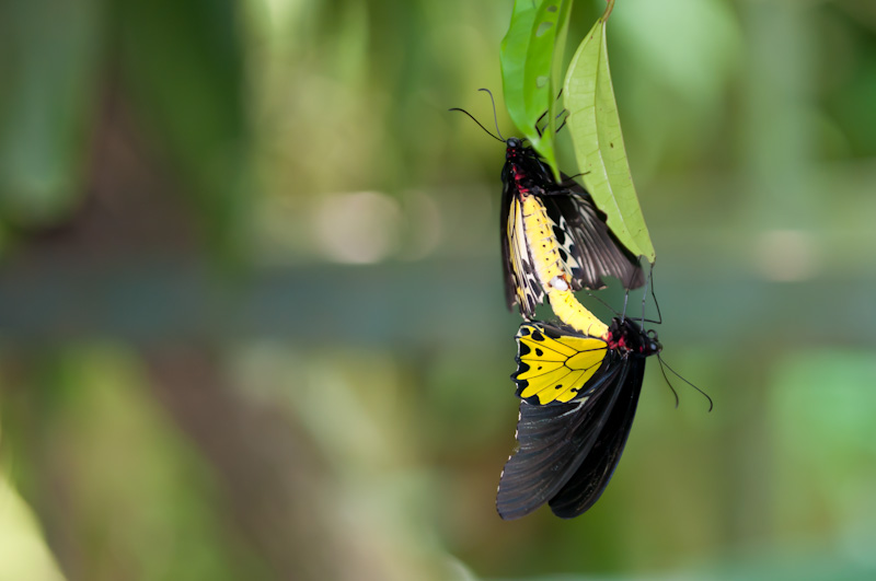 malaysia_2011_MAL_9475
